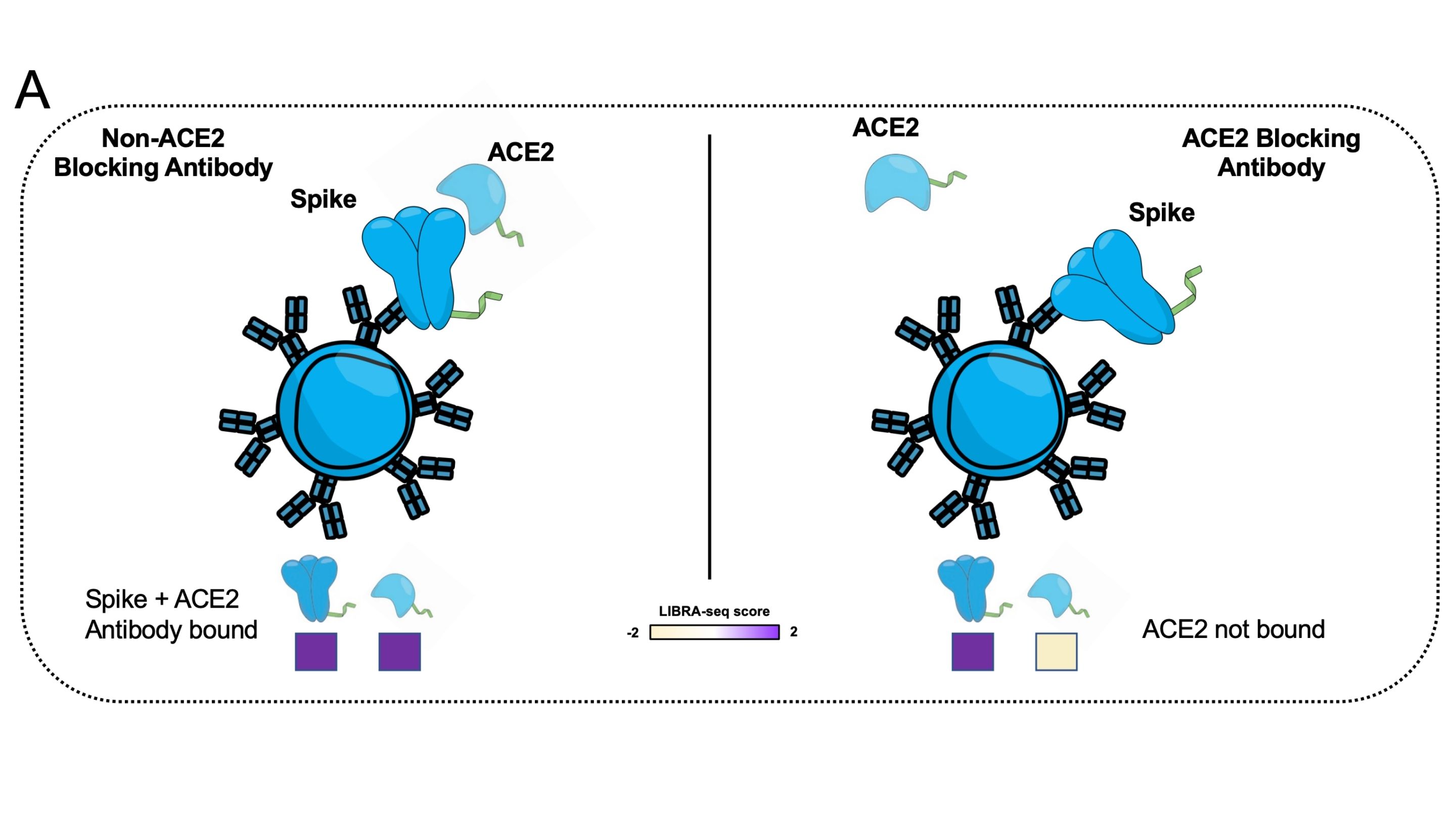 LIBRAseq Accelerating antibody discovery